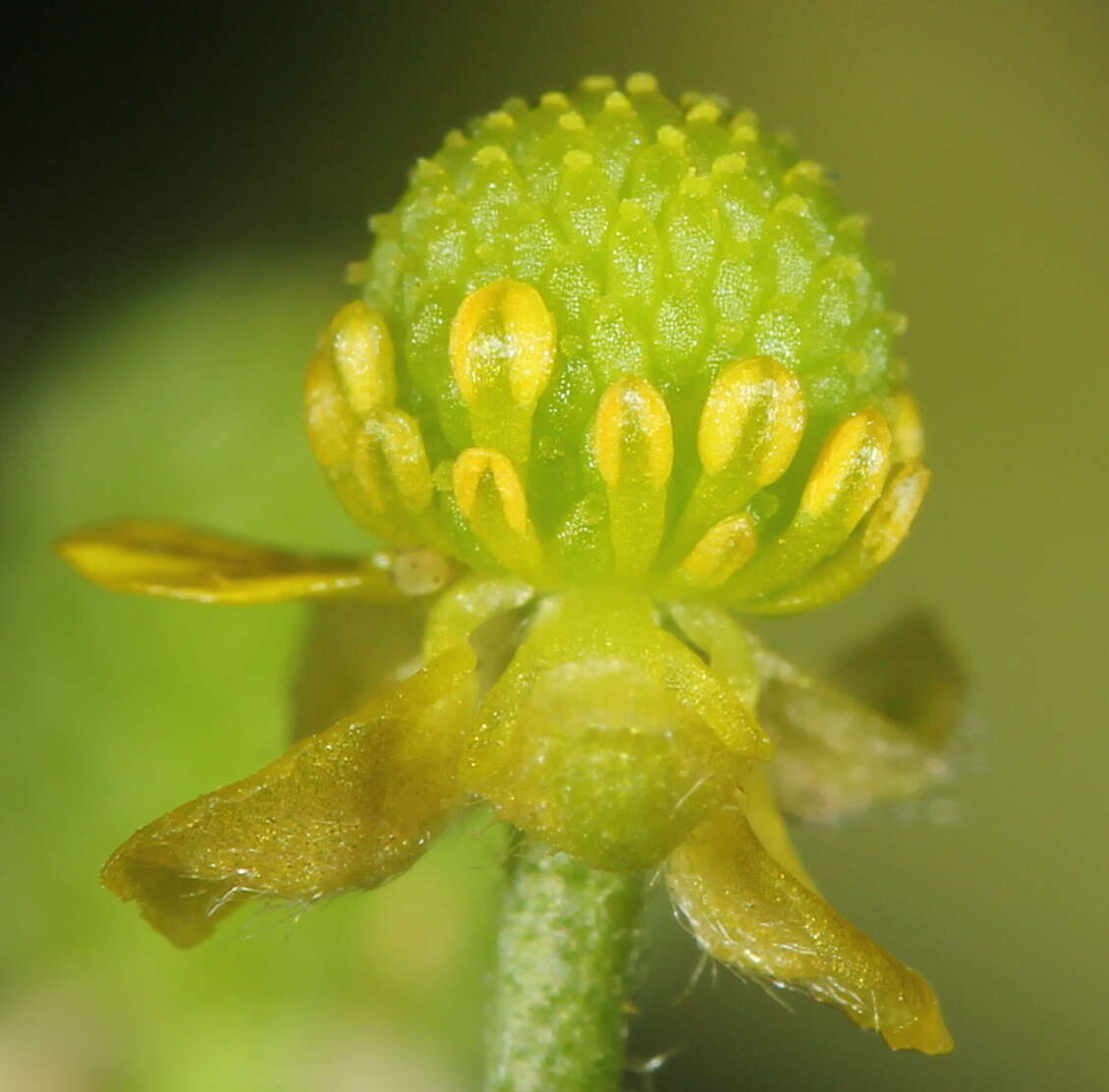 Слика од Ranunculus sceleratus subsp. sceleratus