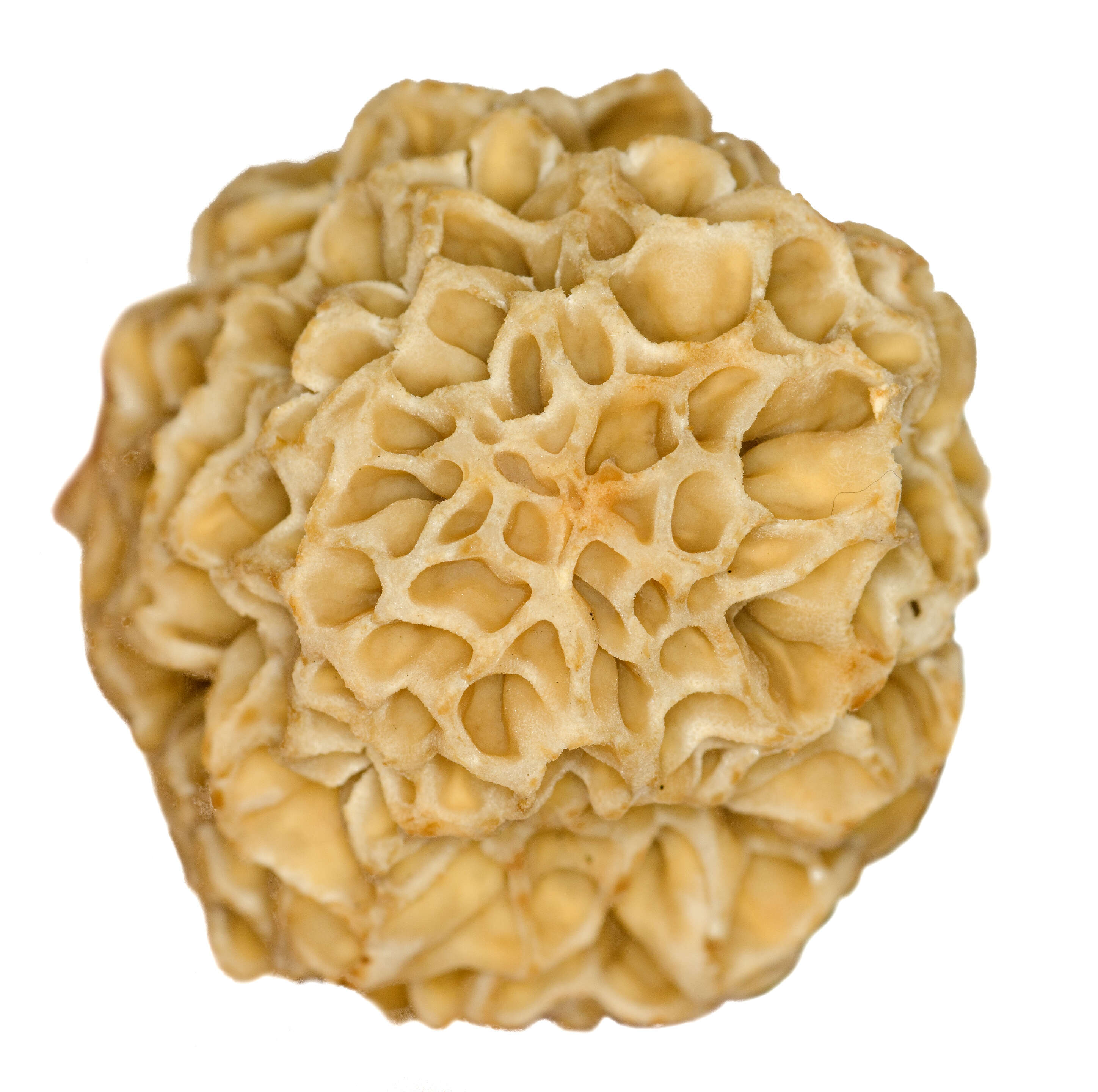 Image of Yellow Morel