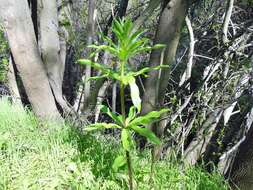 Lilium humboldtii W. Bull resmi