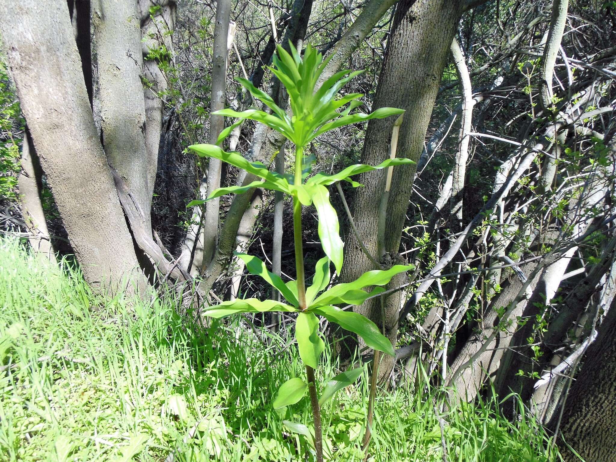 Lilium humboldtii W. Bull resmi