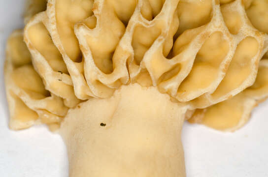 Image of Yellow Morel