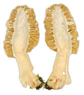 Image of Yellow Morel