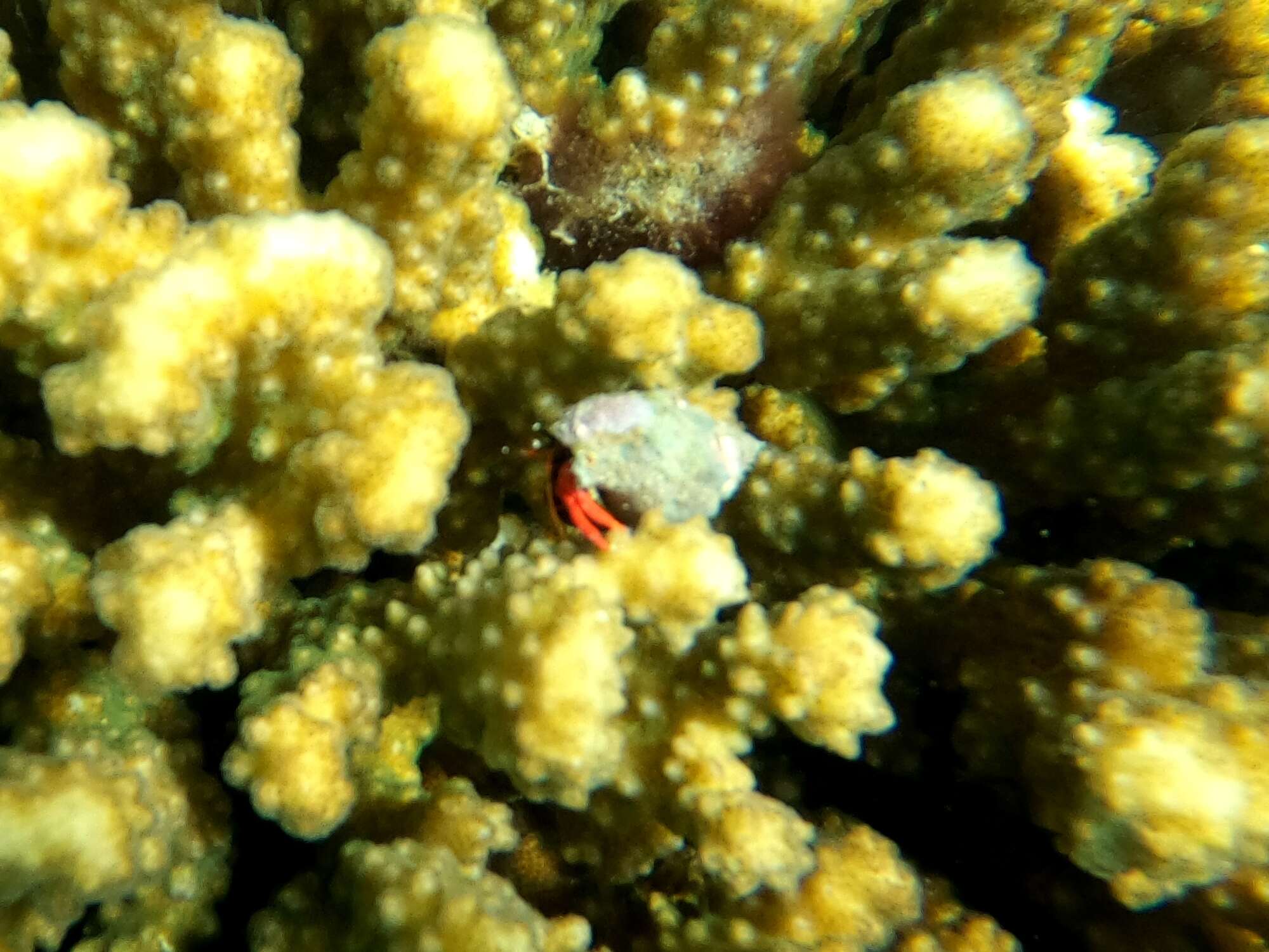 Image of California scarlet hermit crab