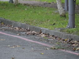 Image of Brown-headed Thrush