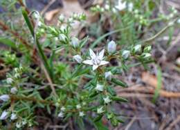 Image of Huachuca Mountain stonecrop