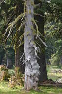 Image of Mountain Hemlock