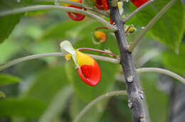 Image of Impatiens niamniamensis Gilg