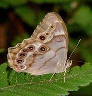 Image of Southern Pearly-eye