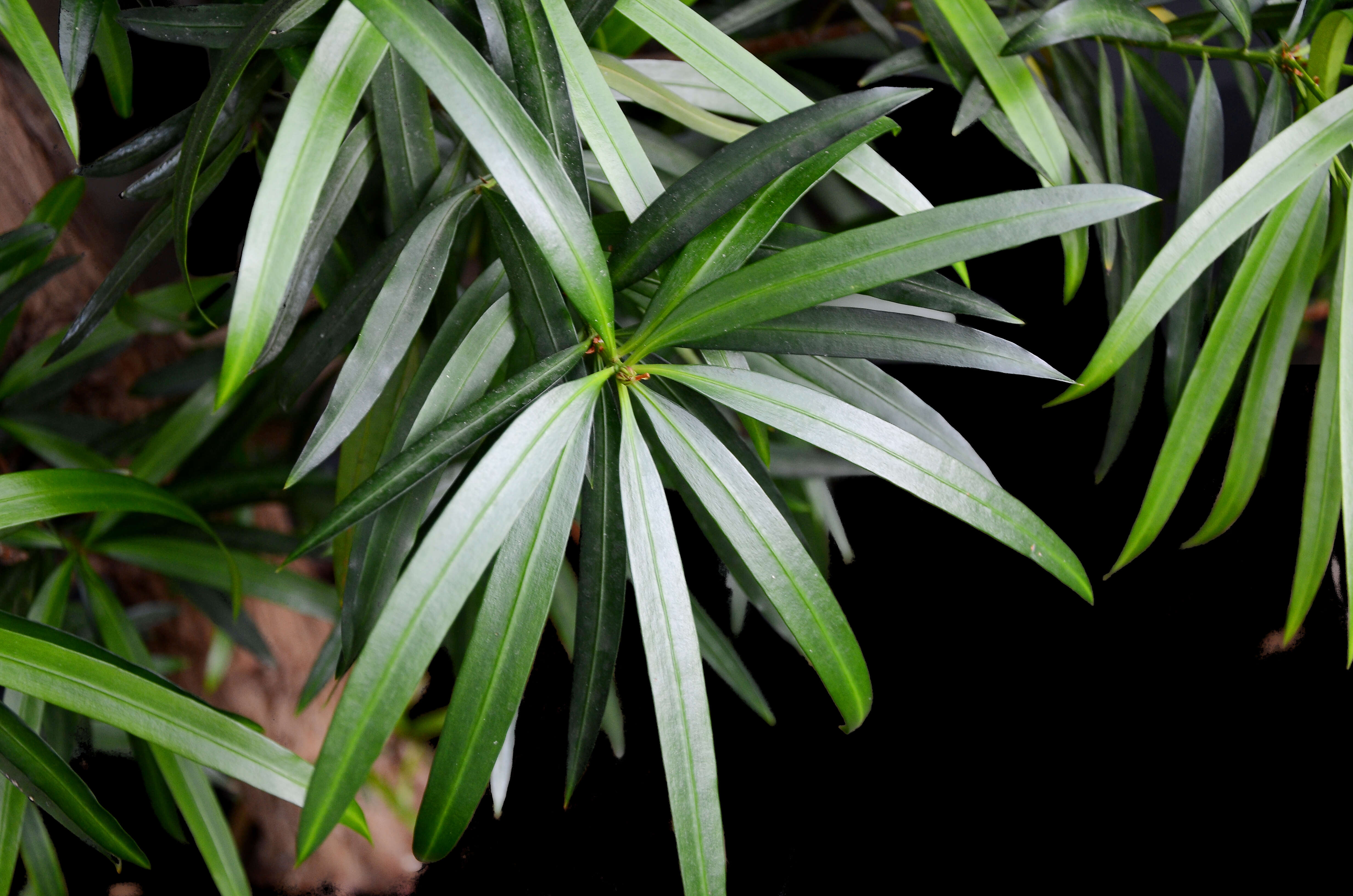 Image of Brown Pine