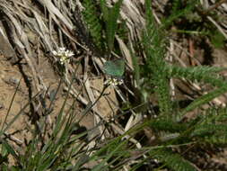 Plancia ëd Callophrys sheridanii