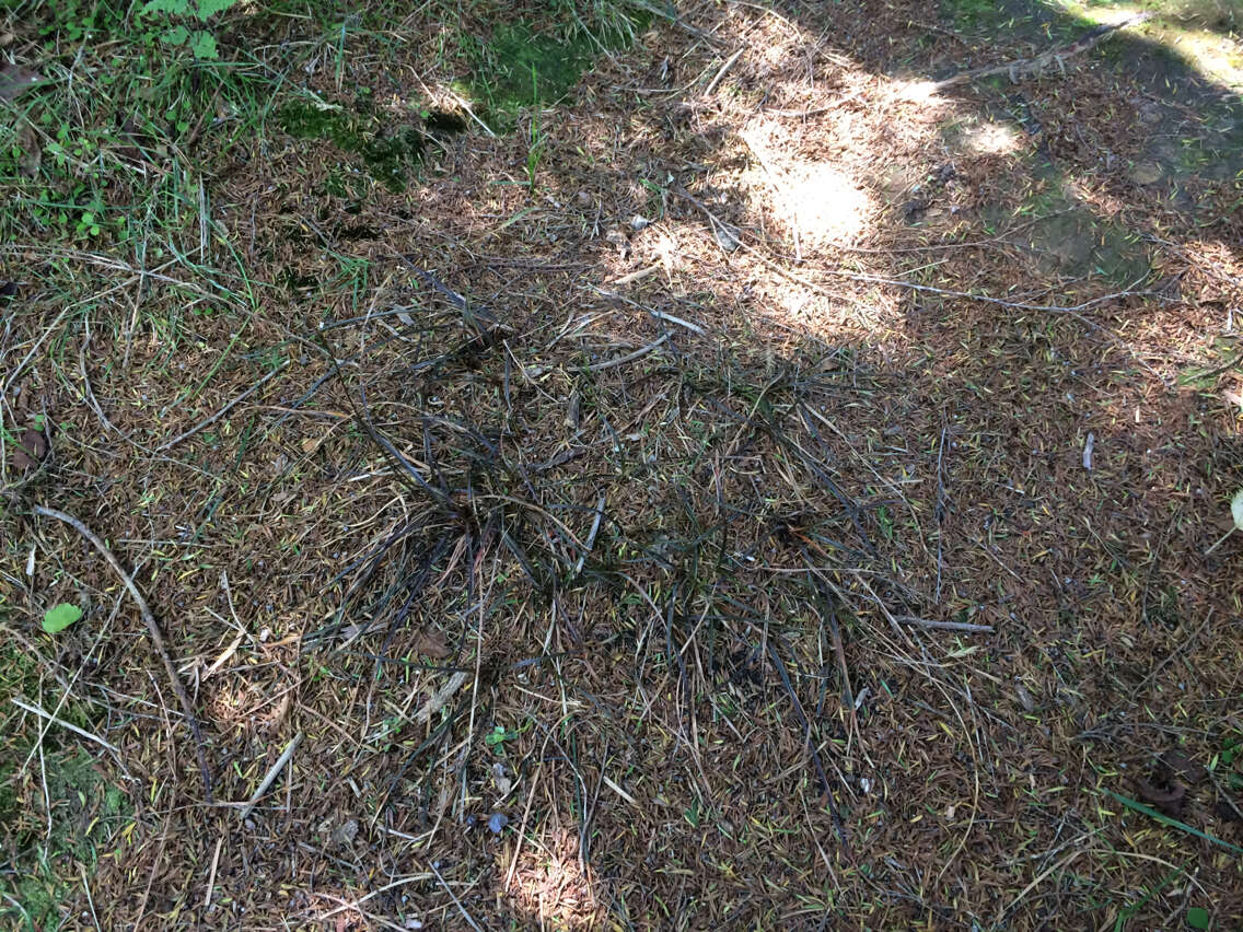 Image of Carex punicea K. A. Ford