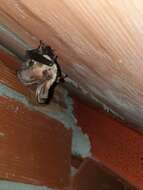 Image of Mountain Long-eared Bat