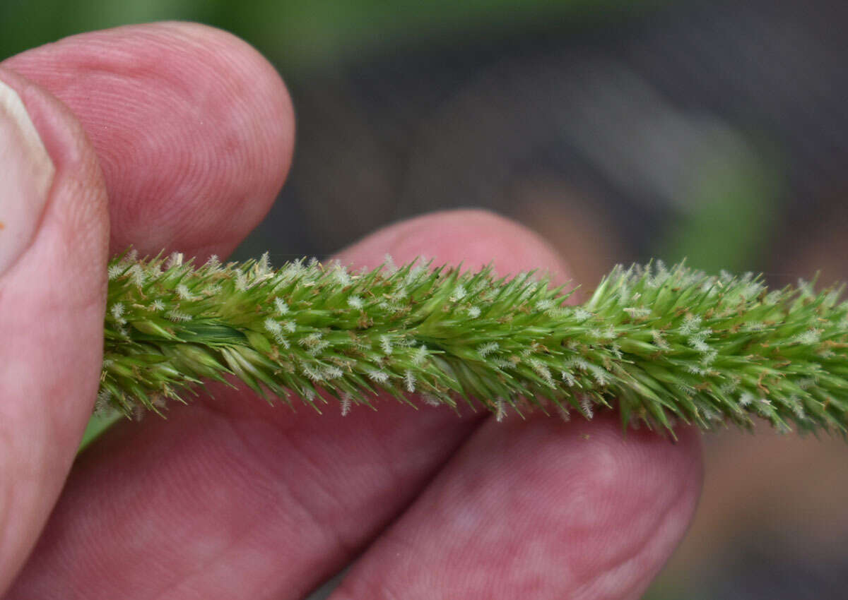 Plancia ëd Hymenachne amplexicaulis (Rudge) Nees