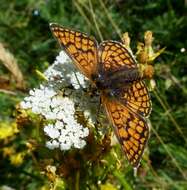 Image of Melitaea parthenoides