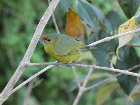 Image of Spot-crowned Euphonia