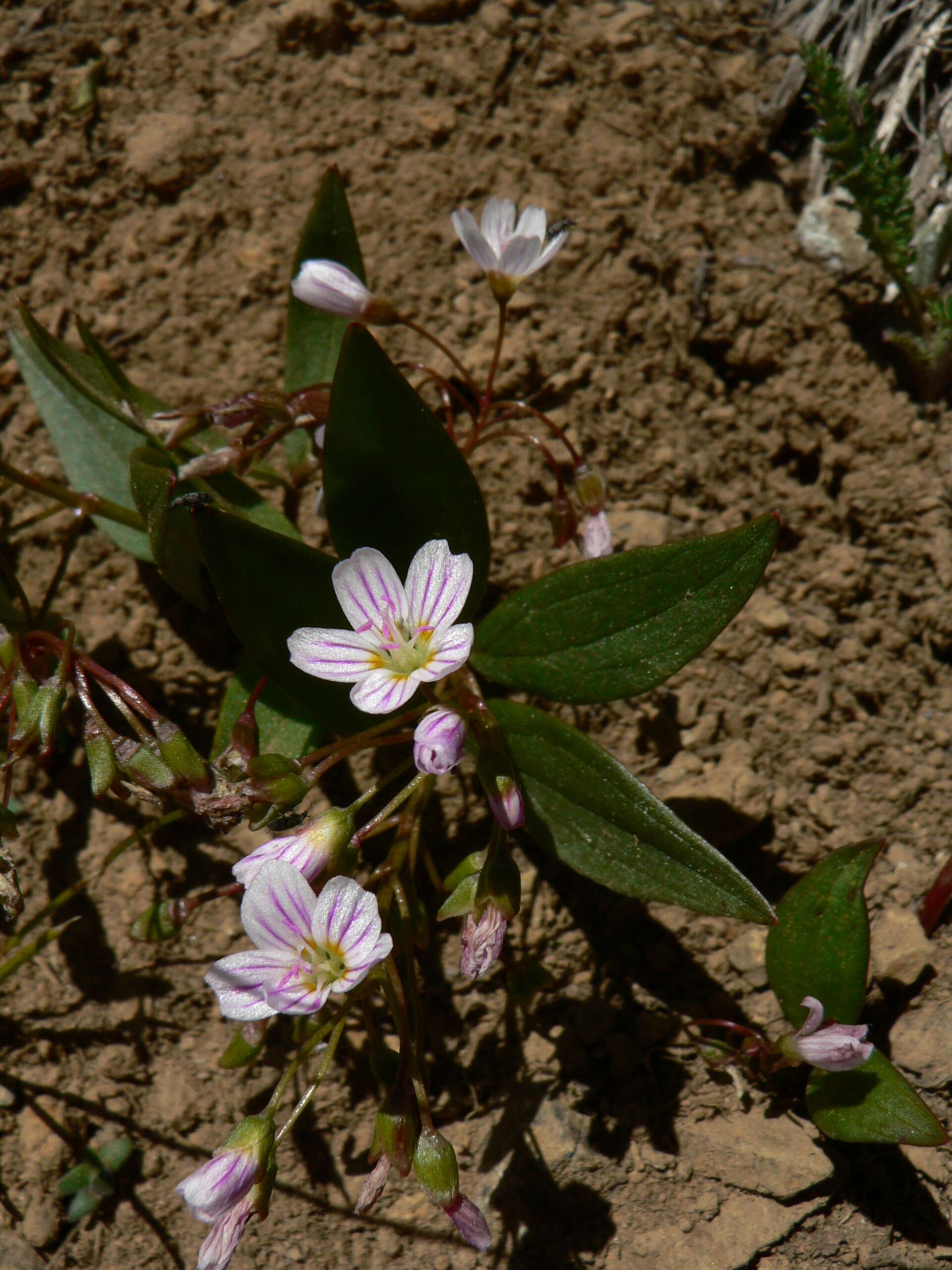 Image of lanceleaf springbeauty