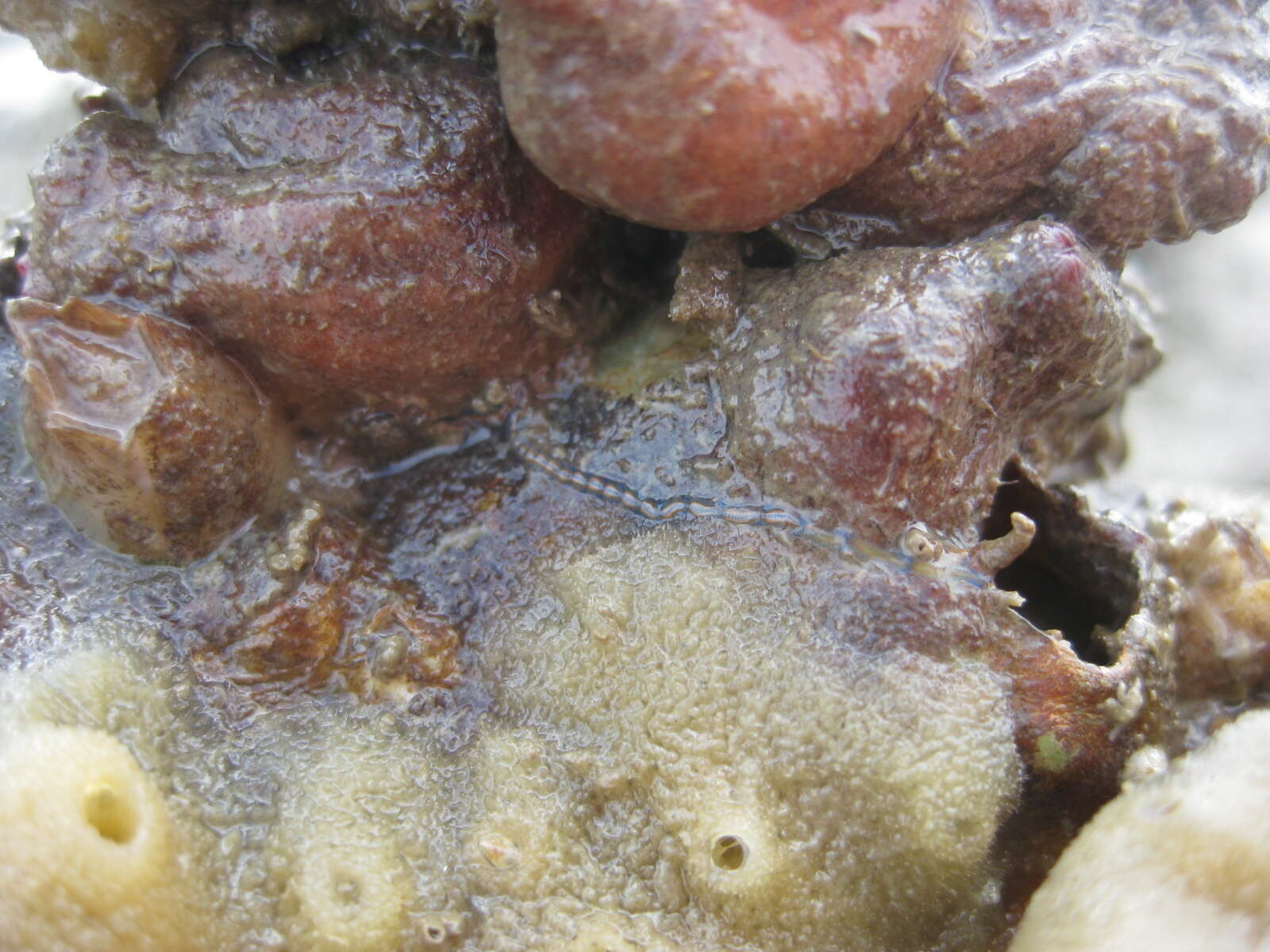 Image of Myrianida pachycera (Augener 1913)