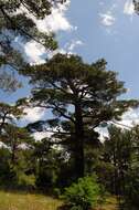 Image of Brutia Pine