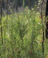 Image of Hakea linearis R. Br.