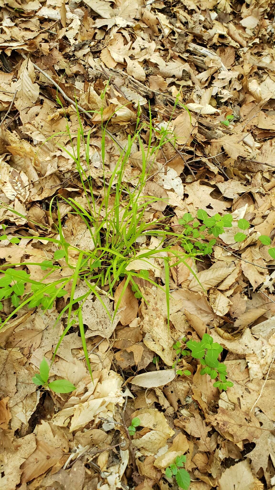 Image of eastern narrowleaf sedge