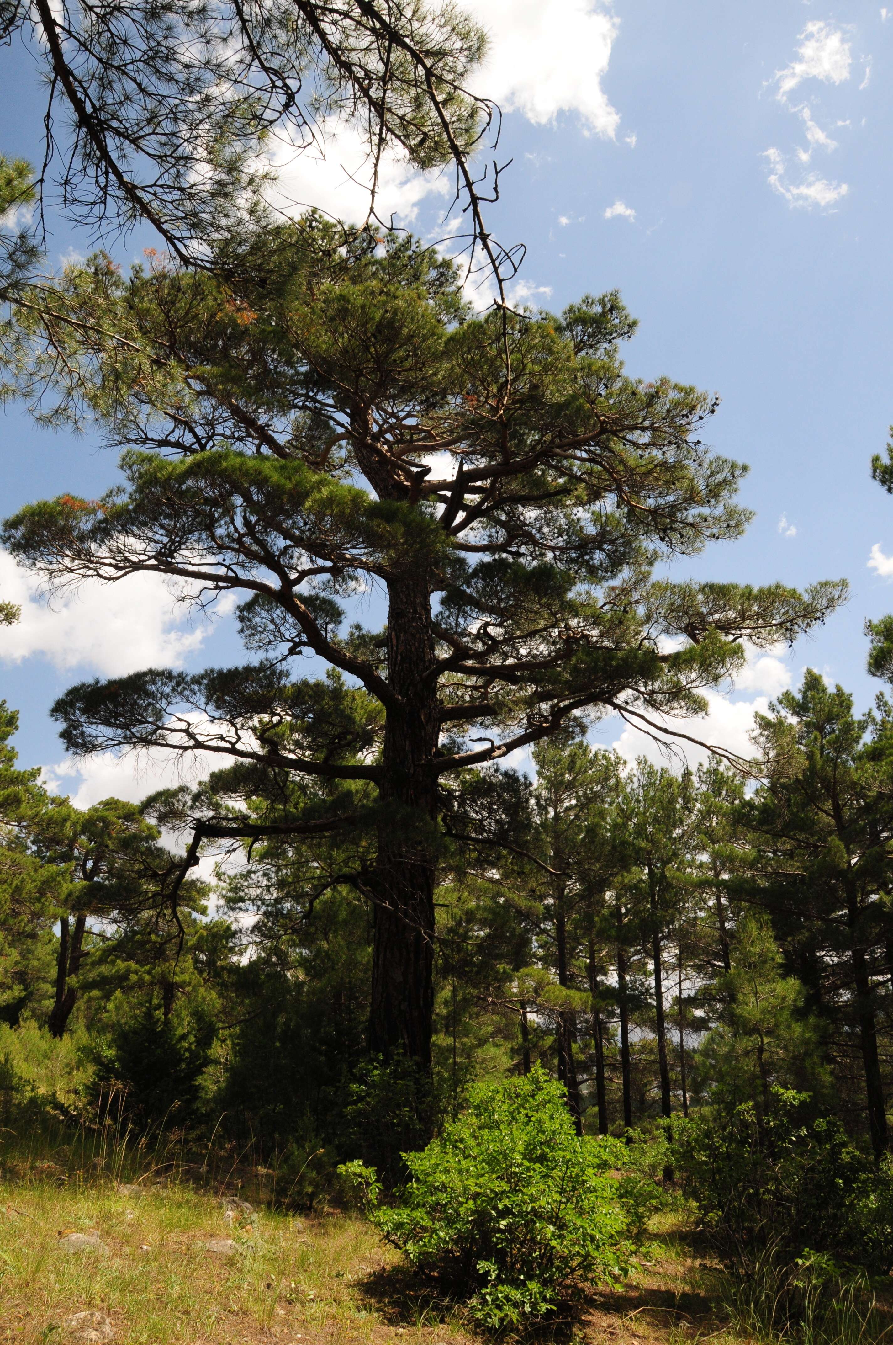 Image of Brutia Pine