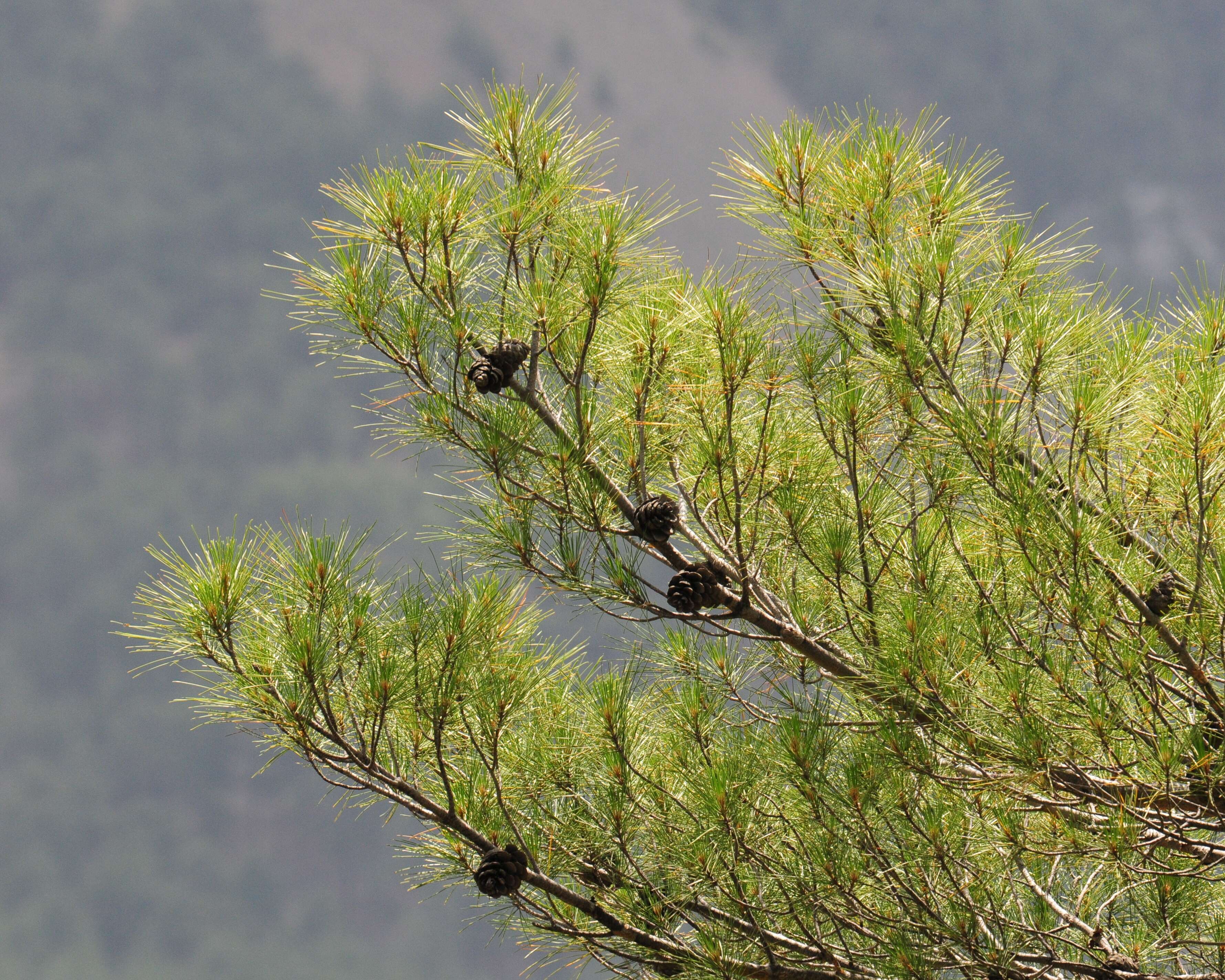 Image of Brutia Pine