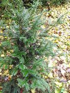 Image of English yew