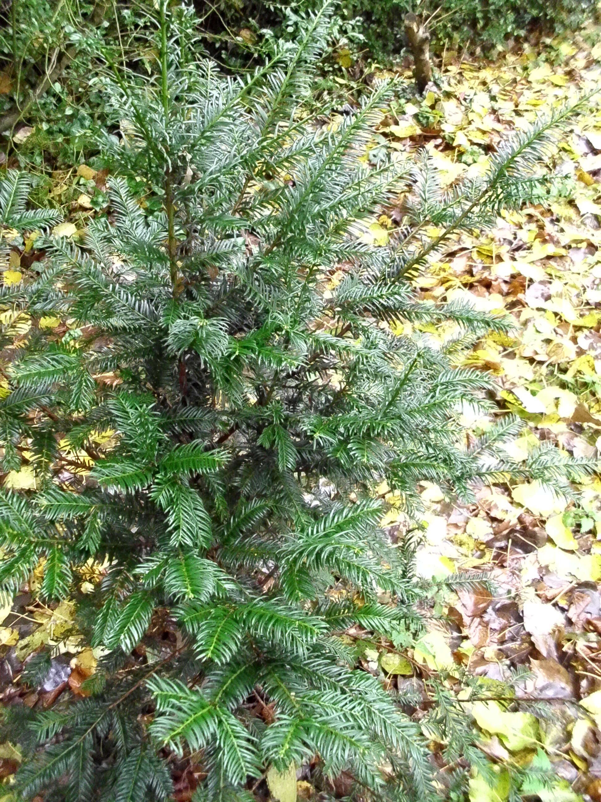 Image of English yew