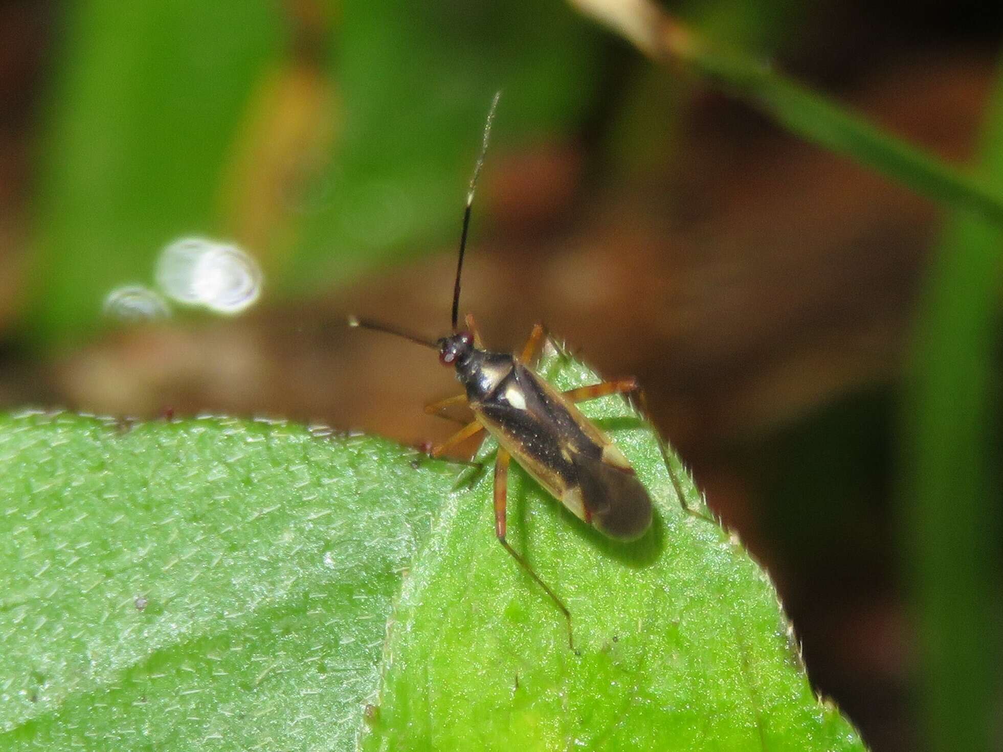 Sivun Garganus vilcanisensis Carvalho 1992 kuva