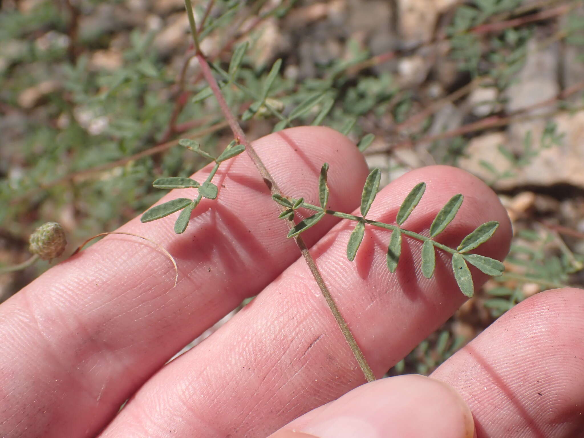 Image of Lumholtz's prairie clover