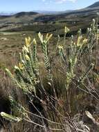 Image of Willow Capesaffron