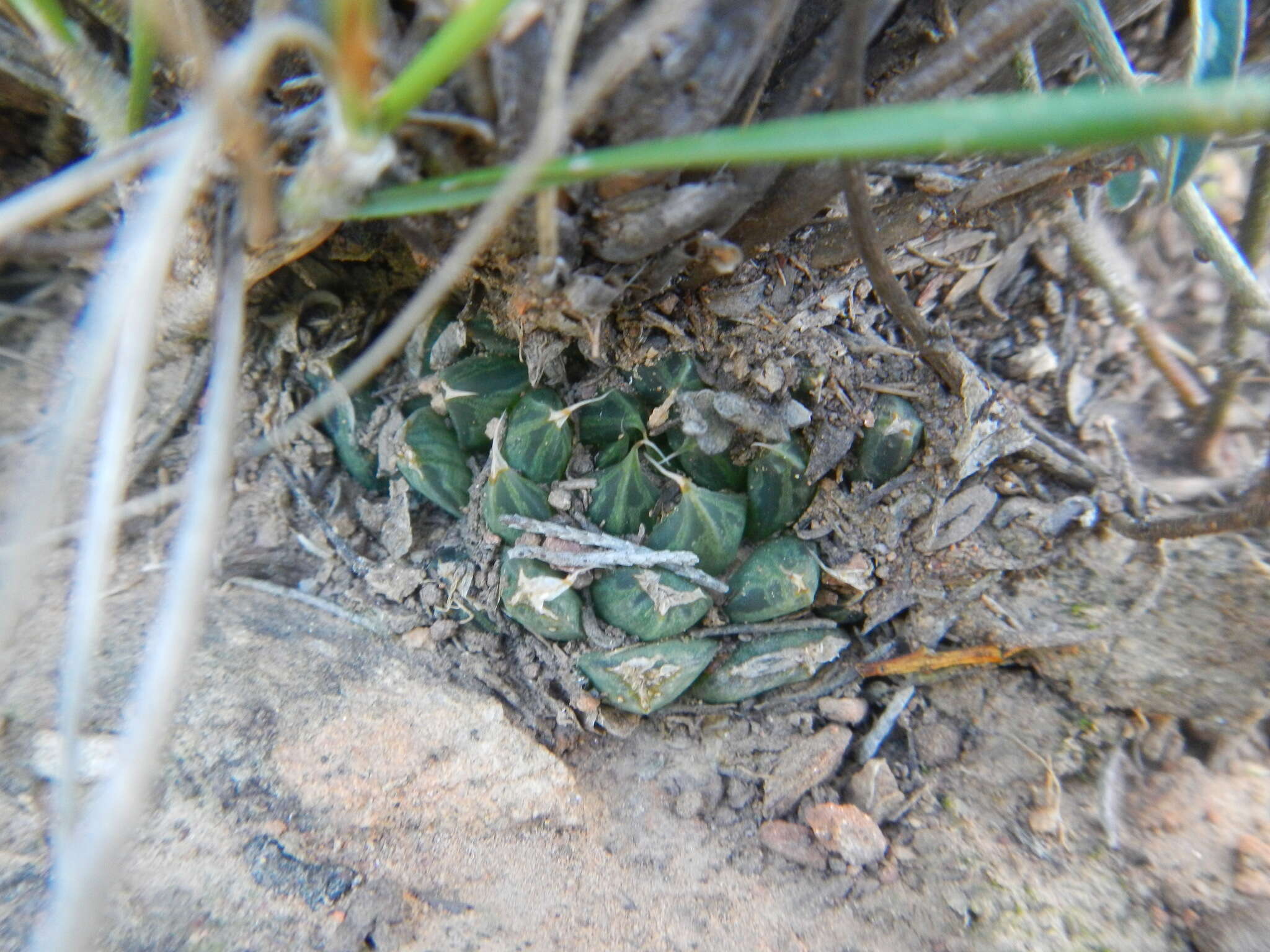 Image of Haworthia decipiens Poelln.