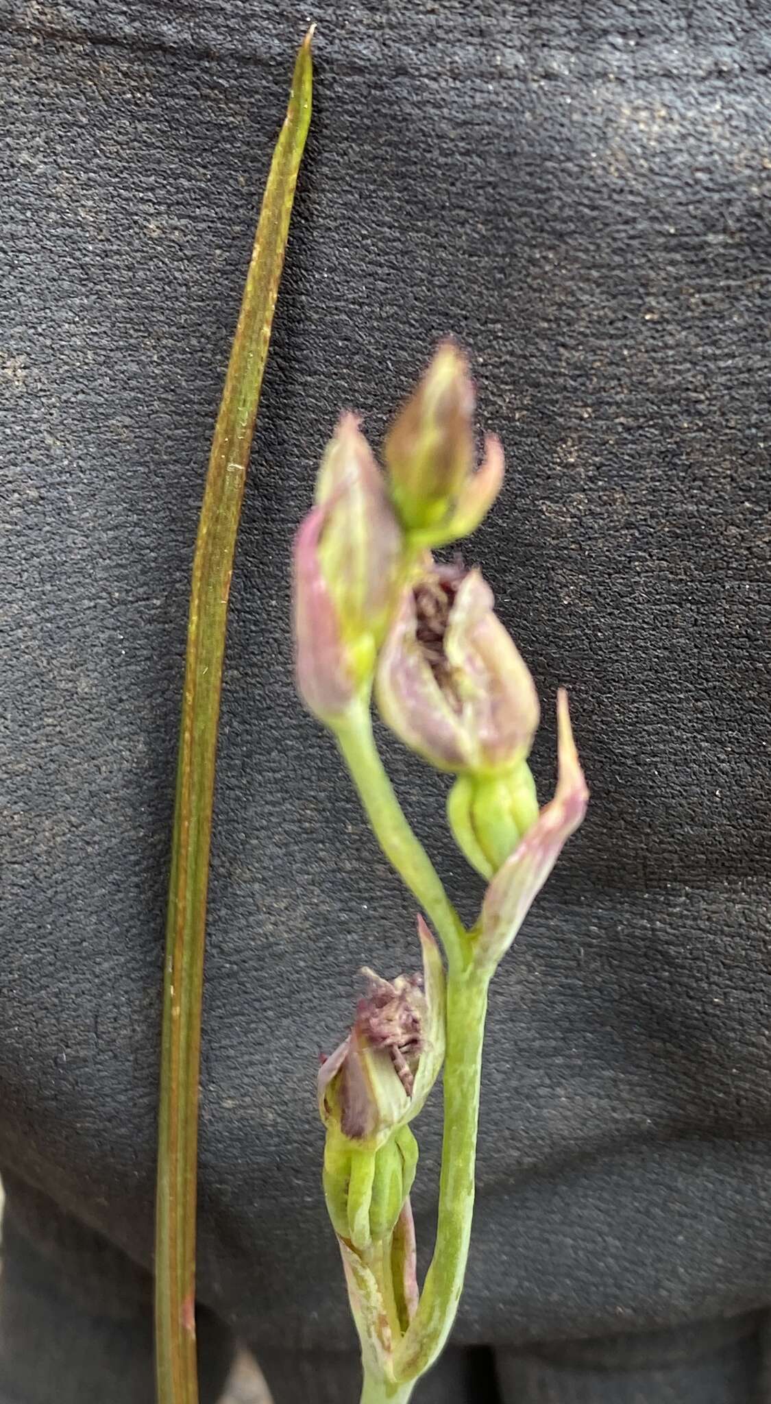 Image of Calochilus uliginosus D. L. Jones