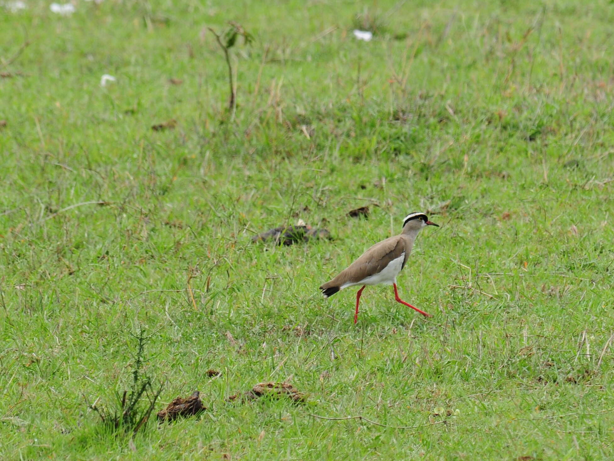 صورة Vanellus coronatus (Boddaert 1783)