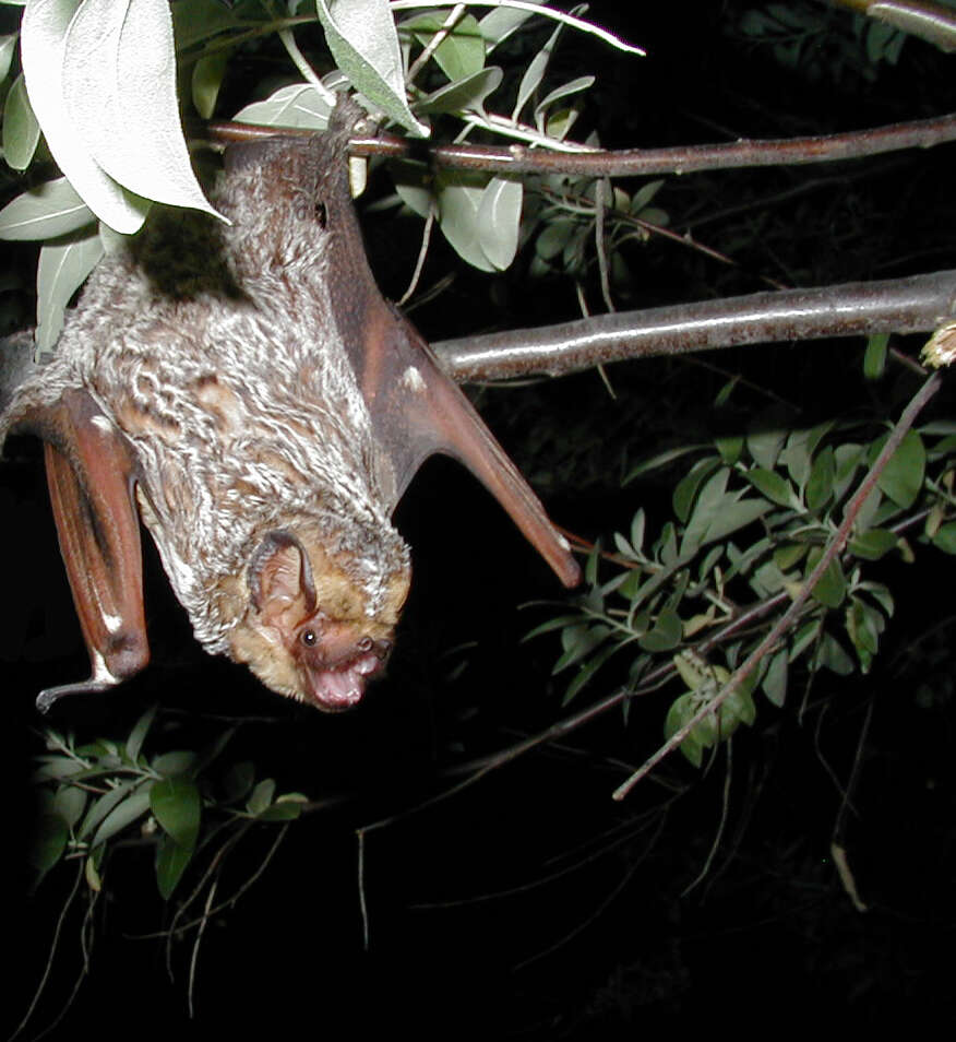 Image of Hawaiian Hoary Bat