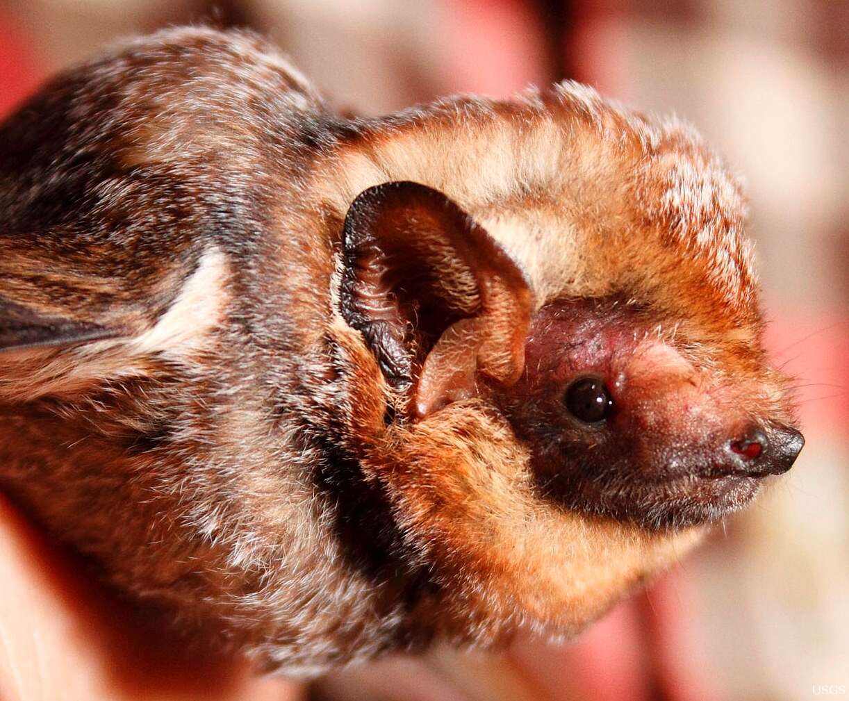 Image of Hawaiian Hoary Bat