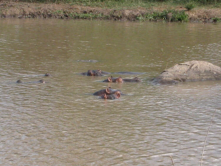 Image of Common Hippopotamus