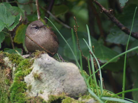 Sivun Troglodytes troglodytes borealis Fischer & Jch 1861 kuva