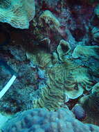 Image of Lamarck´s sheet coral