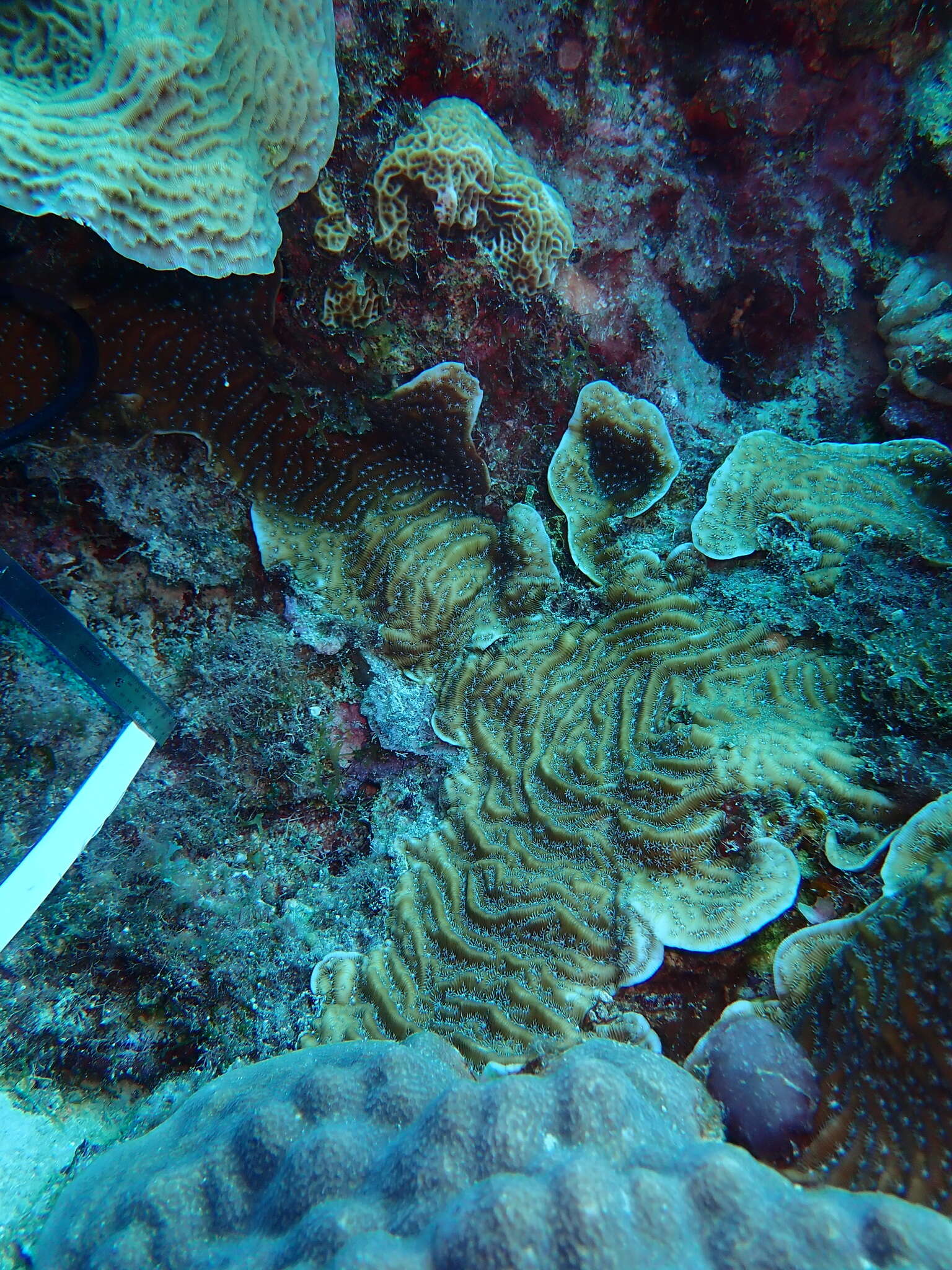 Image of Lamarck´s sheet coral