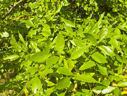 Image of Manna Ash