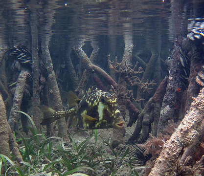 Image of Buffalo Trunkfish