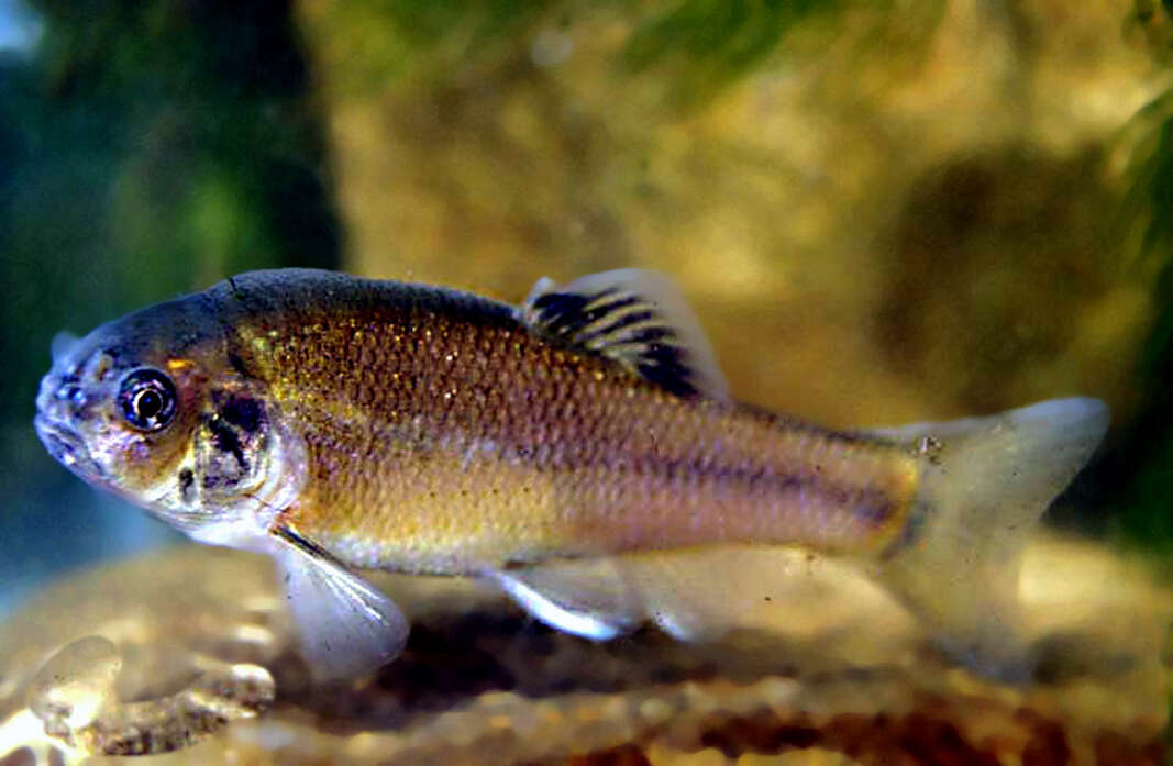 Image of Fathead Minnow