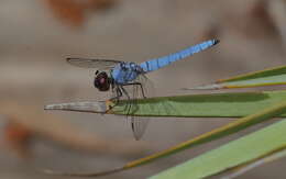 Слика од Brachydiplax duivenbodei (Brauer 1866)