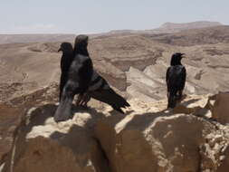 Image of Arabian Chestnut-winged Starling