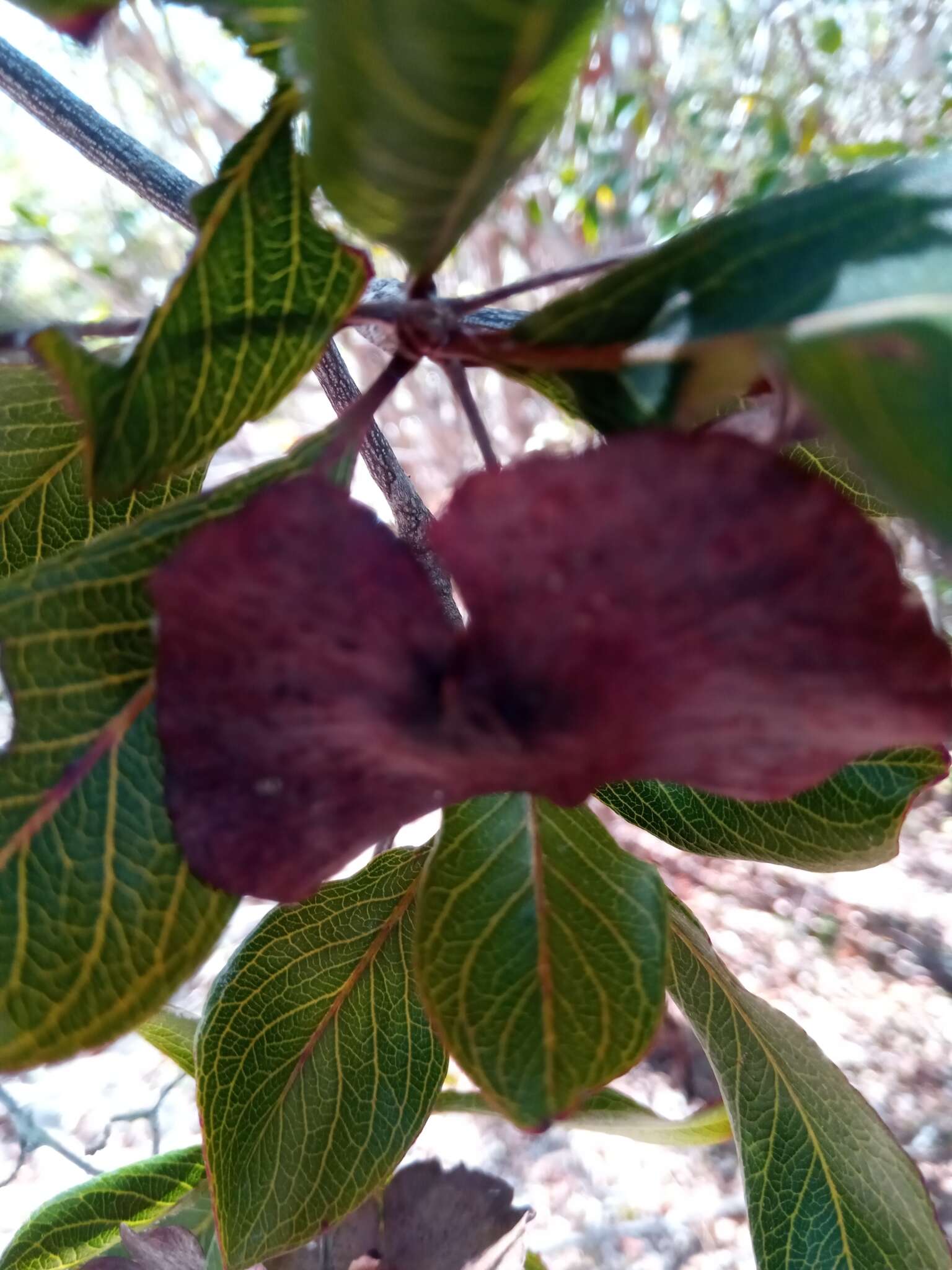 Image of Terminalia tropophylla H. Perrier