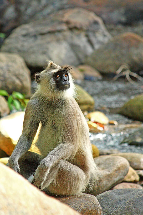 صورة Semnopithecus priam Blyth 1844