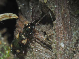 Imagem de Bembidion (Bembidion) quadrimaculatum (Linnaeus 1760)