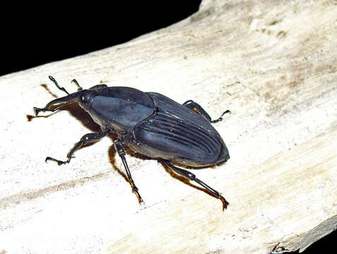 Image of Palm weevil