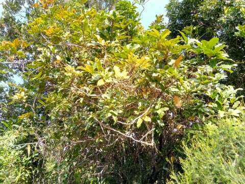 Image of Burasaia madagascariensis DC.